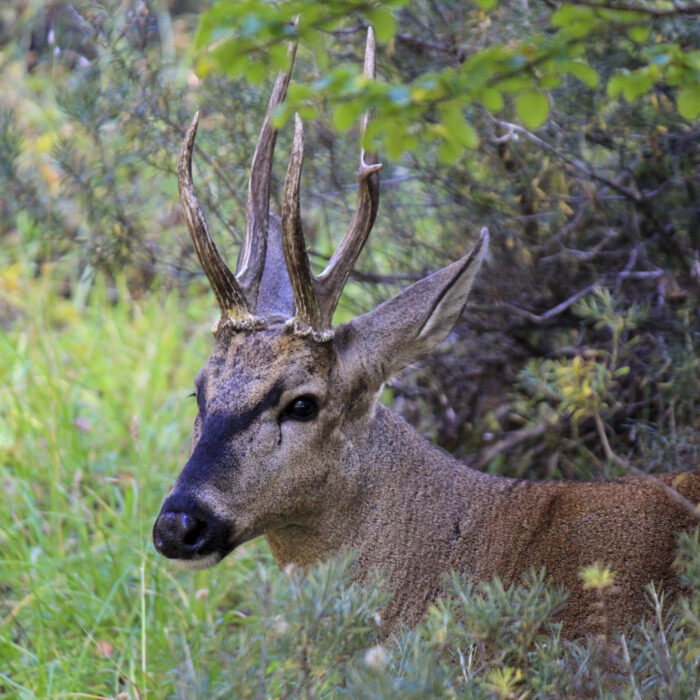 Huemul_de_la_Reserva_Nacional_Cerro_Castillo